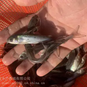 咸水水域农业美国杂交***叉尾鱼苗_原蓝人工催产叉尾鱼苗_供应基地叉尾鱼苗厂家