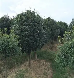 洛阳宜阳3公分桂花