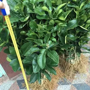8-12����������Ʒ������ ԰���̻��������̻�������ľ�����ȫ