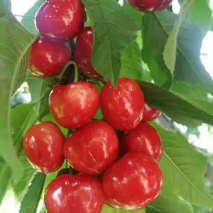 ����ӣ���統��ҹ�ɣ����ӣ����ע������