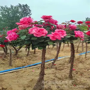 ������������¼�������-��ǽΧ��-�ٱ��ʺ��¼�С��