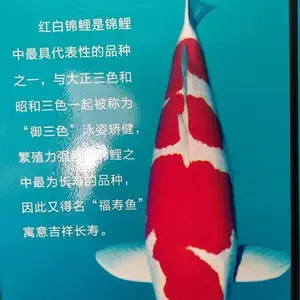 长兴鱼苗 白写锦鲤 生长速度快 体形大 成活*** 大正锦鲤采购