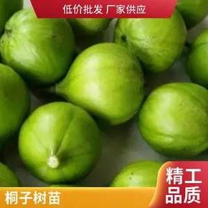 千年桐别名木油桐 皱桐树苗批发景区园林公园造景绿化根茎健壮