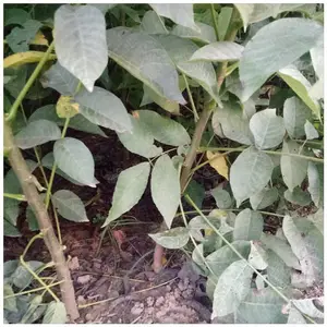 供应碧根果核桃树苗 辽核1核桃树苗 一年生 8518薄皮核桃树苗