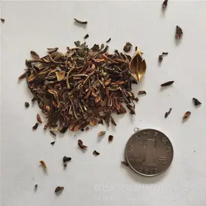 �����²ɹ�ľ���� �������� ��ѿ*** �۸���� ***