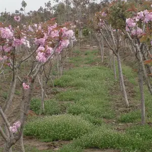 早樱-10公分晚樱 15公分高杆樱花18公分20公分早樱