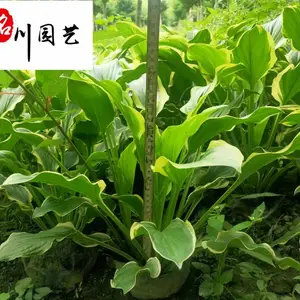 产地供应花叶玉簪 好养易活 成都盆栽花叶玉簪报价 耐阴地被工程苗 花镜花坛花卉