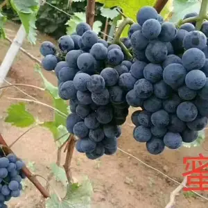 �۹�������