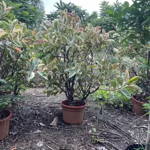 花叶橡胶榕、花叶橡皮树、盆苗