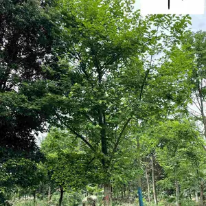 供应精品白玉兰 树形好规格多 四川白玉兰苗木基地 自产自销 15-40公分白玉兰优惠批发