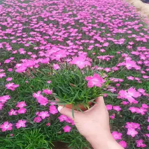 ʯ�� ��̳����ɫ���쾰�� ��̨���� ͥԺ�����ر��̻���