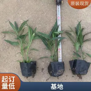 ������«�������辰С�� ���� ��ƶ�����ǿ ԰���̻� �ر������쾰��