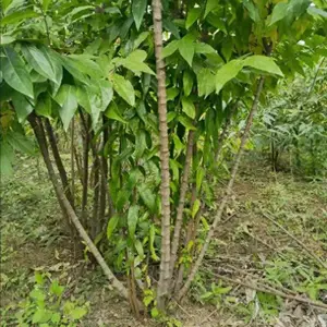 ����������÷С������ ͥԺ�̻���԰С���羰�� ԰���쾰÷����