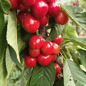 ���������ӣ�Ҳ��غ��ӣ������ӣ����觺�ӣ�һ�������