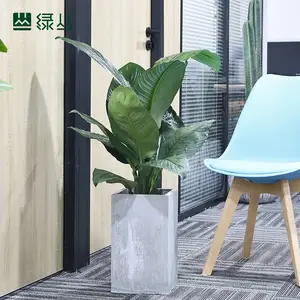 阔叶净化空气明星绿巨人 大叶片中型植物 公司绿植租赁 武汉绿丛园林 客厅植物