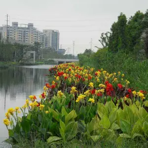 宿迁市浮岛种植 价格行情 水生态景观浮岛