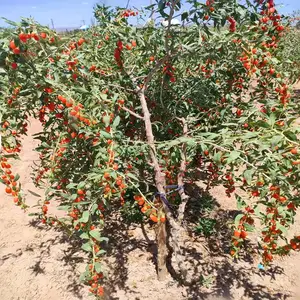 枸杞树苗 当年结果适合南北方种植枸杞树苗 基地装车发货