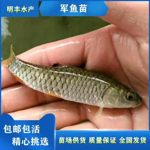 2022光倒刺鲃鱼苗养殖推选 军鱼苗耐养殖 活食水蚤