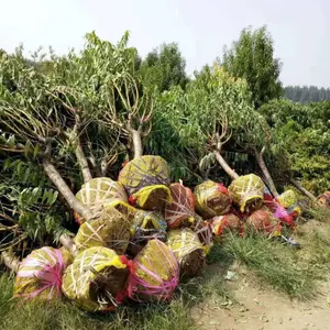 ��ɫ����5����30Ԫ �������ϳ� ��Ҷ���һ���ֱ������