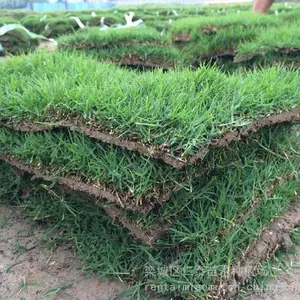 出售百慕大草坪 道路建设草皮 护坡固堤保土 PH=3.0