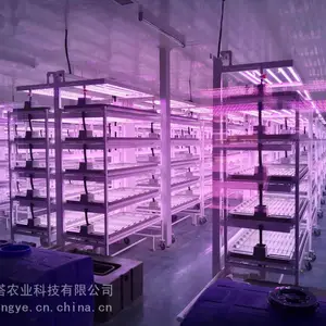 智慧植物工厂温室大棚产业园温室种植无土栽培