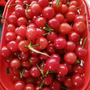 ��觺�ӣ��/�������ӣ����ֲ����/��觺�ӣ���繩Ӧ ��ӣ���� ��ɫ��ɫӣ����
