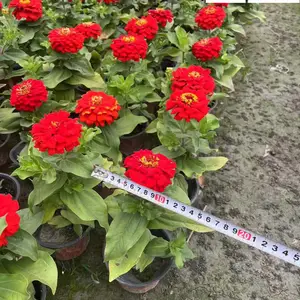 百日菊百日草批发 成都百日菊基地直供 花期长 花境花坛花带布置 成都花卉草花批发