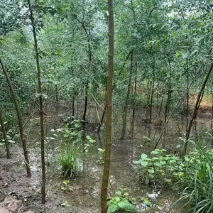 陕西榆林二乔苗木榆树苗批发基地上车价格,1公分榆树苗厂家批发,榆树小苗产地报价