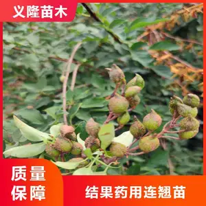 内蒙 新疆 青海 江苏 江西连翘苗采购基地 义隆千亩结果药用连翘苗基地