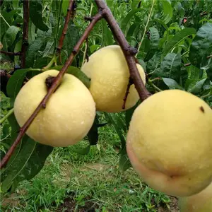 ����������޽���Ʒ������������������������ֲ