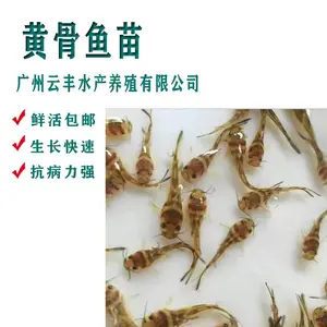 高产量 杂交黄颡鱼苗 单性刺黄股鱼苗检疫发货 淡水生长环境