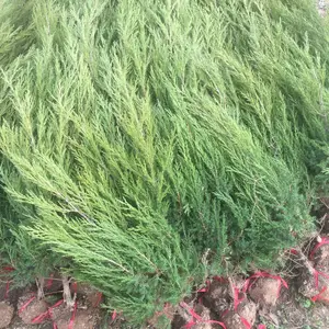 花汇博常年供应蜀桧 工程绿化塔柏 松树 四季常青柏树