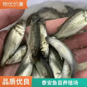 山东泰安本地鲤鱼苗鲟鱼鱼苗养殖场 亲鱼本地产 苗种体质更健壮