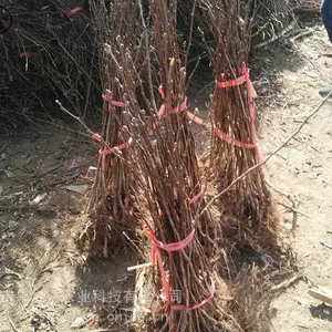 甜红子山楂树苗