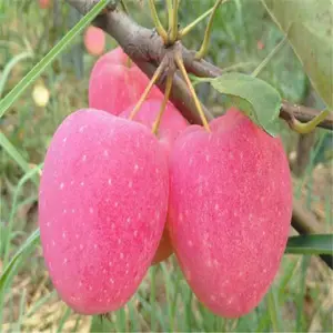 大量供货 神富6号苹果苗 莫迪苹果苗 帅阳园艺场 交易批发
