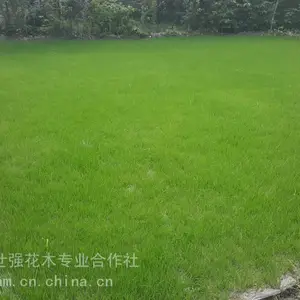 混播草坪,混播草坪价格,成都混播草批发,四川混播草基地