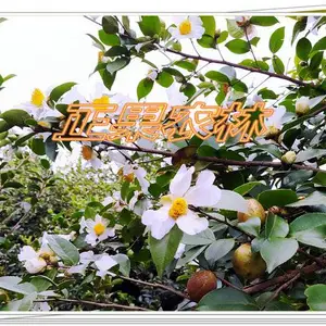 软枝油茶二年苗的购买和种植管理