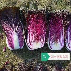 杂交一代紫裔紫白菜种子内叶紫红色,叶柄薄
