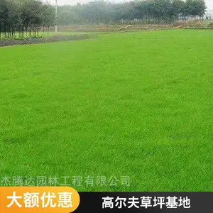 混播草坪出售室外高尔夫草坪基地园林绿化设计房山