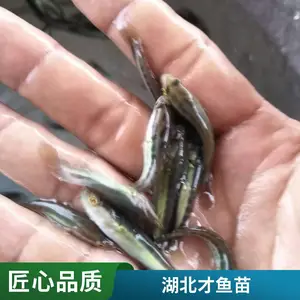 武汉本地黑鱼苗鱼苗养殖场 乌鳢苗 适合水库鱼塘养殖 免费技术指导