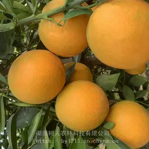 卡拉红肉脐橙_树人农林无病毒脐橙_晚熟脐橙基地