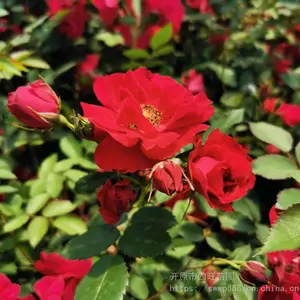 ���������ͺ� �ٱ��¼� �����¼��Ứ�¼� �����¼���***��