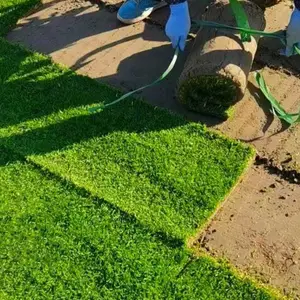 黔 东 草籽 人工草坪的铺法 高羊茅草种子图片 穗花狐尾藻