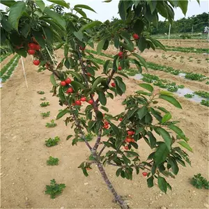 供应2公分矮化大樱桃树苗***嫁接美早樱桃苗种植基地