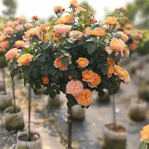 �������¿���״�¼������ļ����� ��֭��̨ ͥԺ�������Դ�������