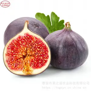 白马赛无花果树苗批发 白马赛无花果树苗放心省心