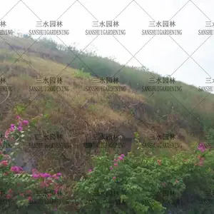 ������֣����ѣ���Ӧ