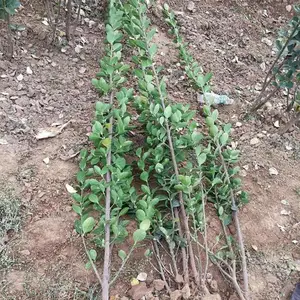 �� �������� ���������� ͥԺ��ʹ�Թ����� ��Ҷ���� ������ ����