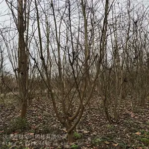 ���ֲ�Ҷ԰�� �̻���ľ 7������ޱ �����ٶȿ�