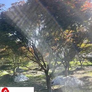 四川红枫基地批发 8-20公分中国红枫价格 庭院工程园林绿化苗木